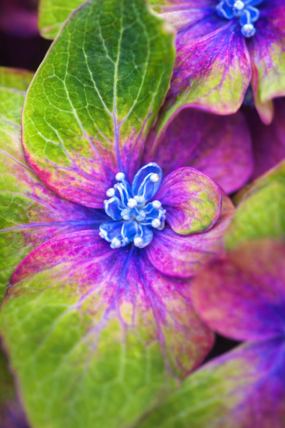 Гортензія Саксон Шлосс Вакербарт блакитний центр «око»